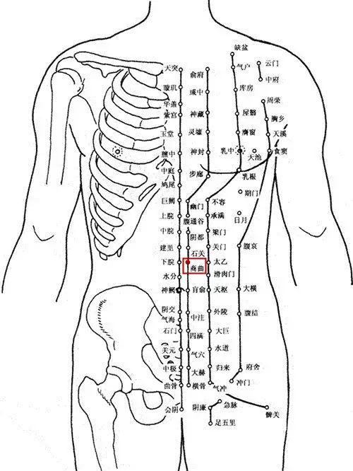 足少阴肾经之商曲 | 穴位常识