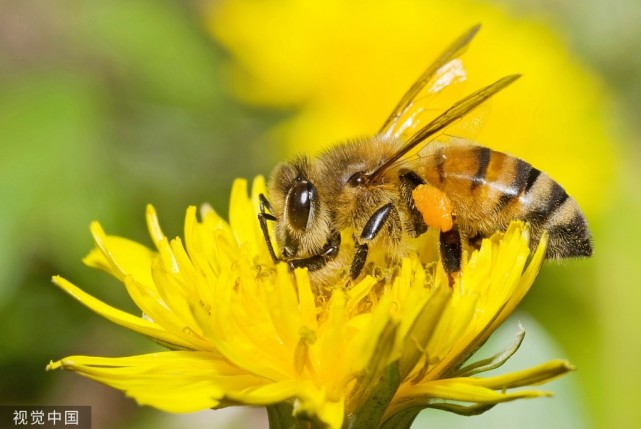 蜂王,工蜂,雄蜂三种类型蜜蜂的科普介绍