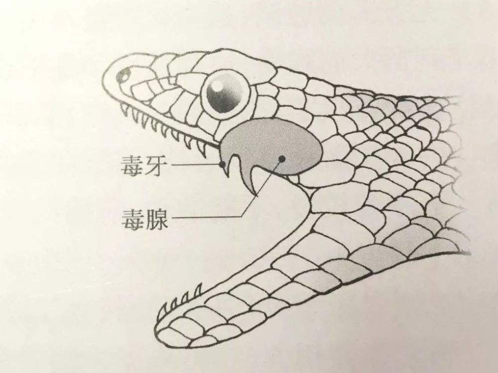 我国最毒的毒蛇是什么?