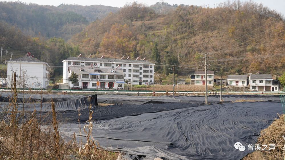 曾溪镇:发展羊肚菌种植,带动农民致富增收