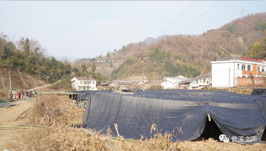 曾溪镇:发展羊肚菌种植,带动农民致富增收