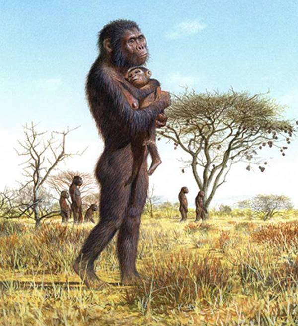 不过,这个假说也存在疑问: 怀抱婴儿应该是雌性猿人,可为什么雄性猿人