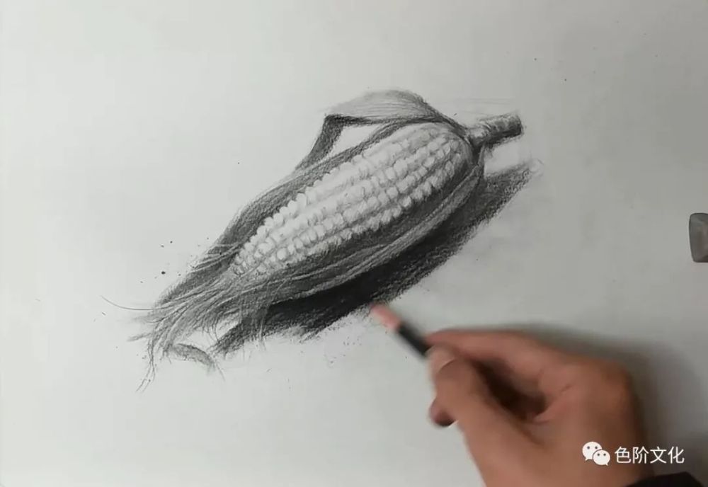 素描画一个玉米,喜欢吃玉米吗?