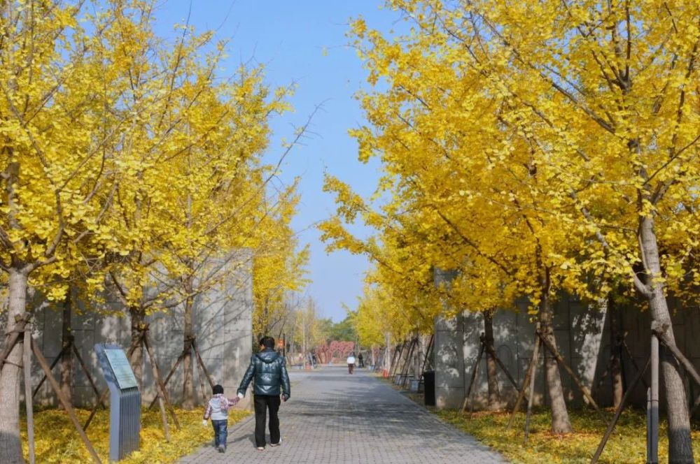 银杏叶当季的上海,市区路段及各区公园赏景大盘点