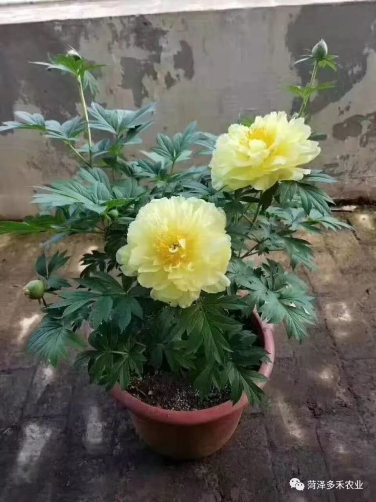 家庭阳台盆栽芍药栽培技术