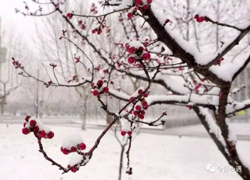 雪梅与诗:冬天,我要把阳光收集起来