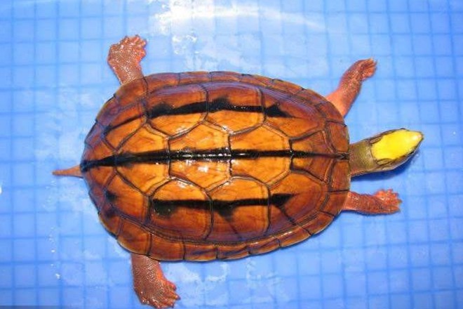 金钱龟的养殖小技巧,繁殖孵化技术关键点在哪里?