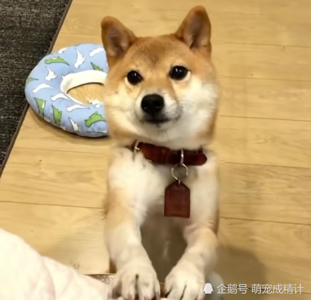呆萌柴犬,神情姿态变化秀