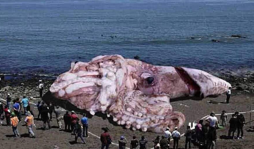世界上最大的乌贼,寿命450天体长20米,无视鲸鱼以外的