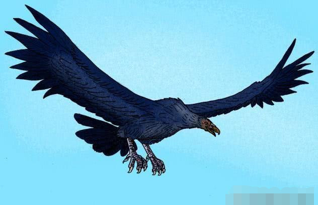 世界上最大的鹰:展翅可达7米多,足有一架轻型机之大