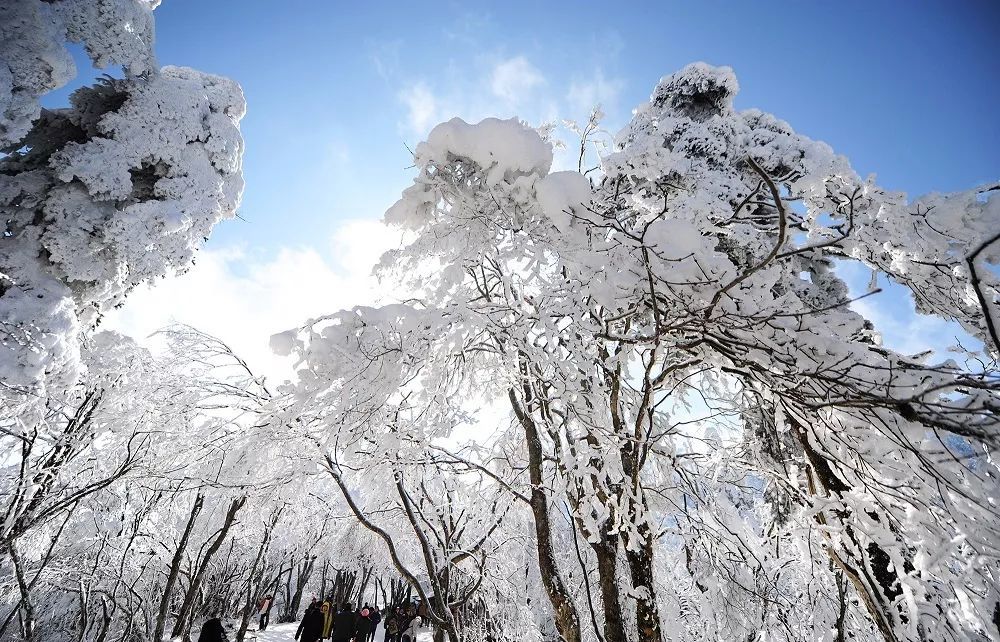 一望无际的皑皑白雪 在蓝天,黛山,翠林的烘托下 越发迷人