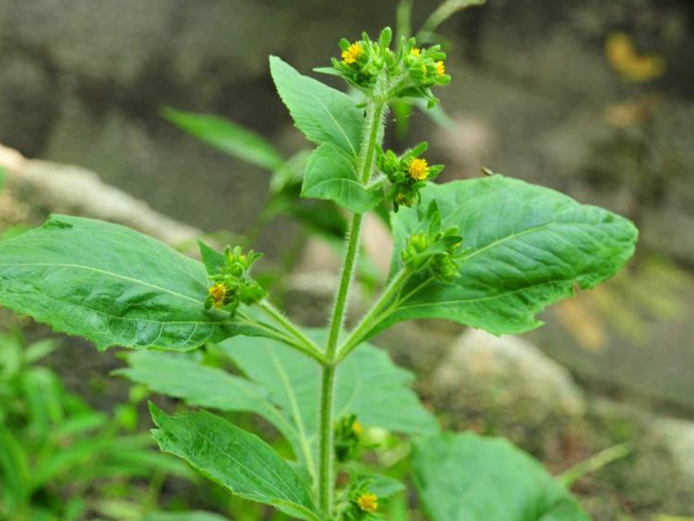 这种猪爱吃的草很黏人,人称"肥猪草",是治风湿良药