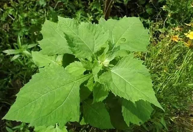 这种猪爱吃的草很黏人人称肥猪草是治风湿良药