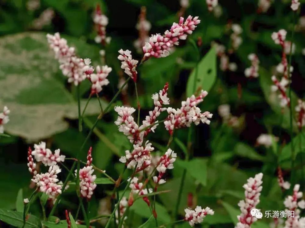 蒸水河畔,蓼子草花正恣意盛放