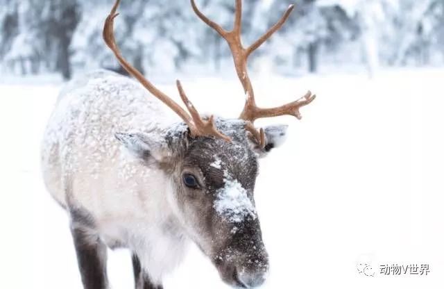 驯鹿的英文是reindeer或者caribou,常在北欧的极光里作为背景.