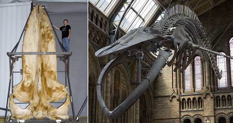 蓝鲸头骨:英国自然历史博物馆拥有地球上现存最大动物的126岁头骨.