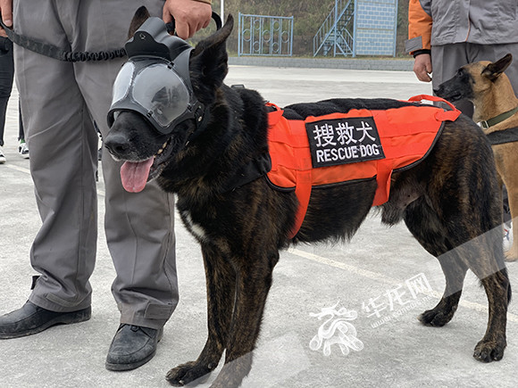 搜救犬贝贝.华龙网-新重庆客户端记者 王玮摄