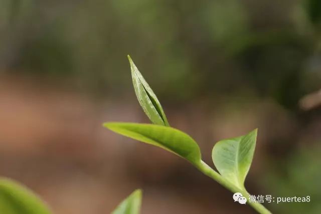 茶,让淡雅的日子,氤氲着淡淡的香