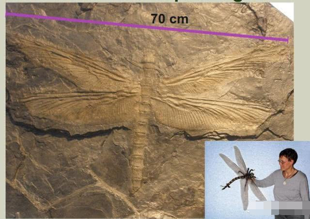 石炭纪会出现身长接近3米的巨型蜈蚣?现在的蜈蚣根本算不上什么