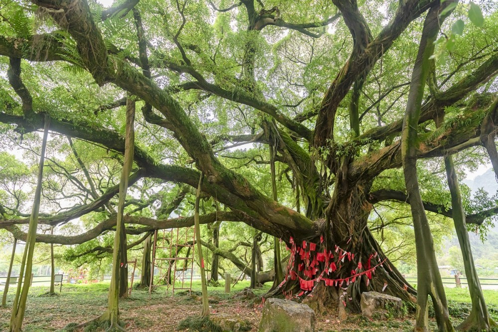 桂林阳朔:大榕树