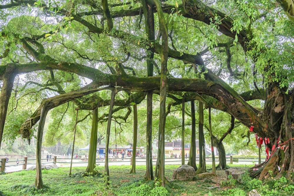 桂林阳朔:大榕树