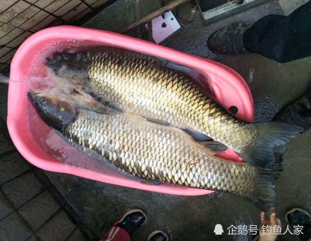 冬季包谷饵料钓鱼,钓获2条30斤草鱼,还有一条8斤野生大头鱼