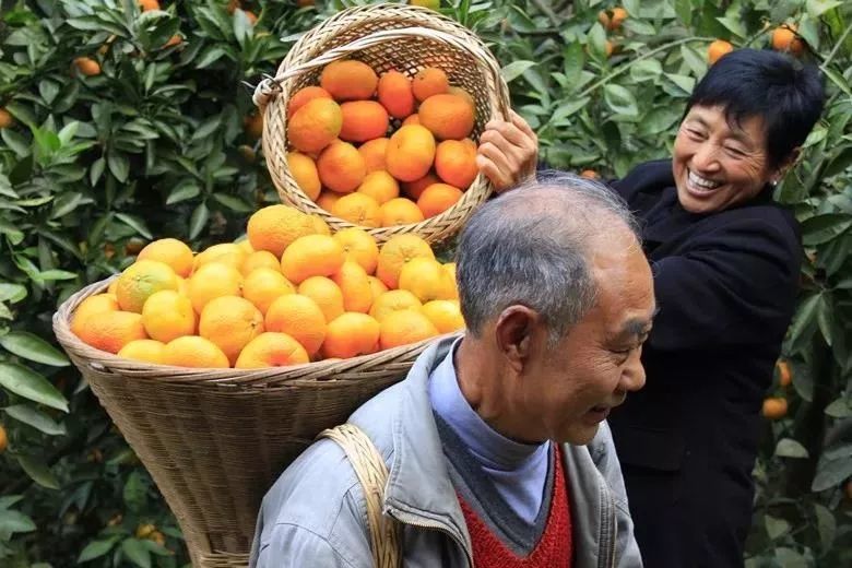 橘子红了,周末摘橘子去!