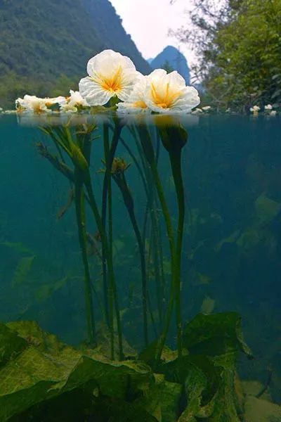 我国海南特有的珍稀濒危物种:超凡脱俗倩丽娇美的水菜花
