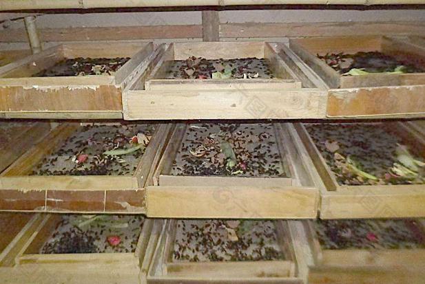 蟾蜍饲料通过人工繁育黄粉虫,黑水虻,蝇蛆获得,养殖技术简单