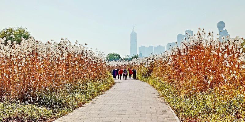 走栈道 观荻花 汉口江边延绵六公里的"荻花海"全国独有 美不胜收