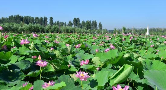 入选为濮阳"新八景,有着"游览范县荷田,赏尽天下荷花"美誉