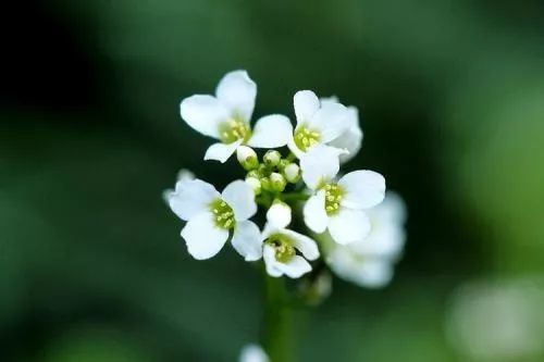 海上花语 | 荠菜花:春在溪头,荠花如雪