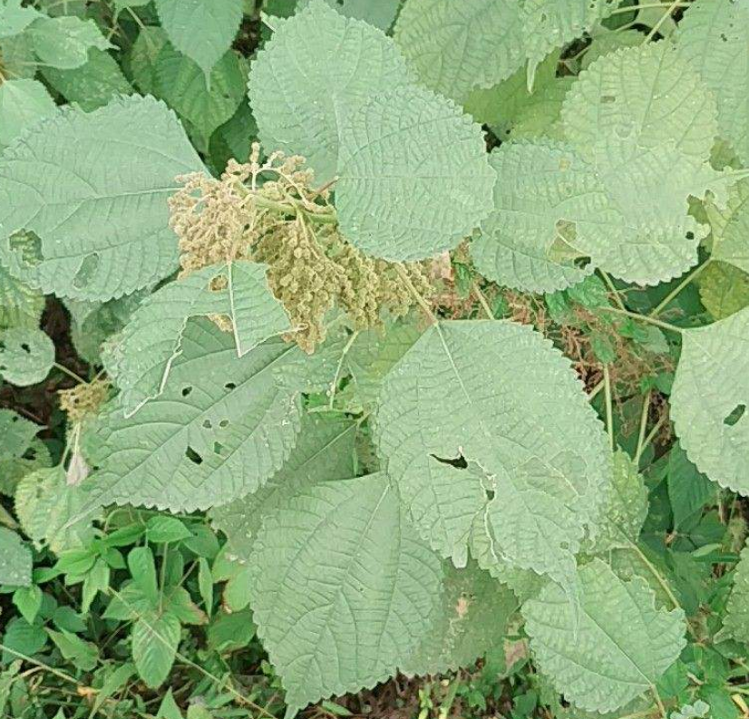 以前拿来喂兔子的野菜,没想到营养价值这么高,城里人争着买来吃