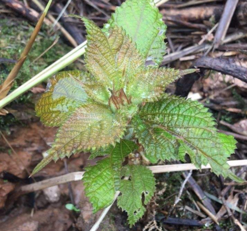以前拿来喂兔子的野菜,没想到营养价值这么高,城里人争着买来吃