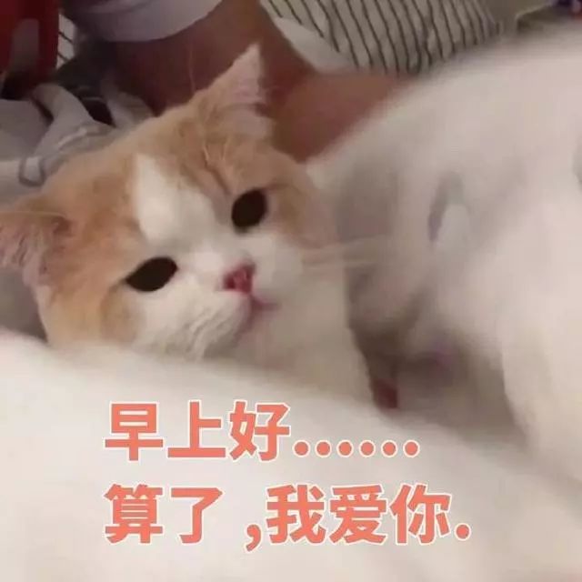 猫咪表情包:早上好,算了,我爱你
