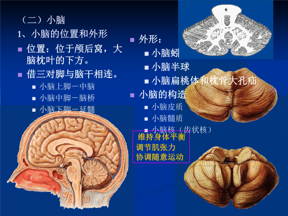 小脑位置功能与结构