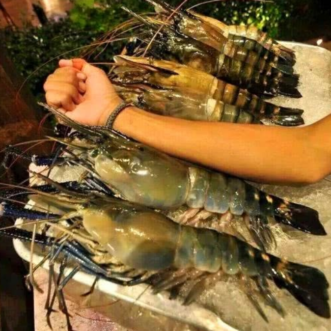湄公河大虾泛滥成灾,一只超过一斤重,吃货到了那里却都傻眼了