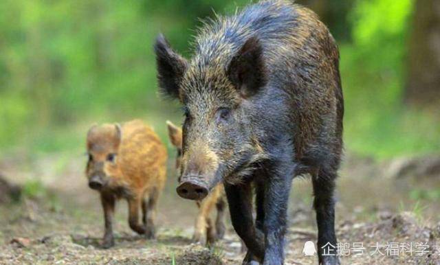 日本福岛经过核辐射后,现野猪变异疯长,体型巨大却无人敢食