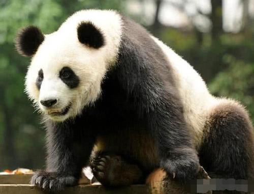 老虎为何不敢招惹大熊猫?其实它曾有一个霸气侧漏的名字