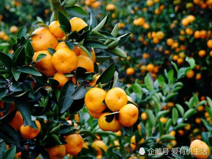 12月是南丰蜜桔大丰收的时节,南丰蜜桔酸甜适口,你吃过吗?