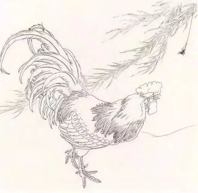 工笔画公鸡技法步骤