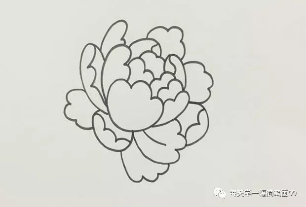 每天学一幅简笔画-牡丹花简笔画画法步骤