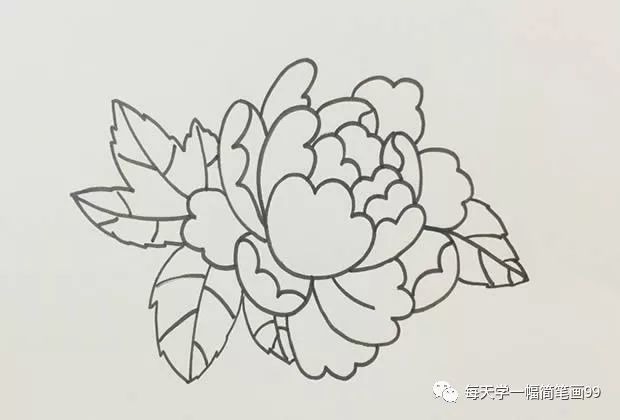 每天学一幅简笔画-牡丹花简笔画画法步骤
