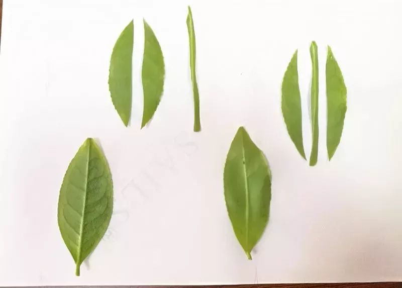 他说要把安吉白茶制成半叶的,每片茶叶都要剪掉叶脉,太费劲了