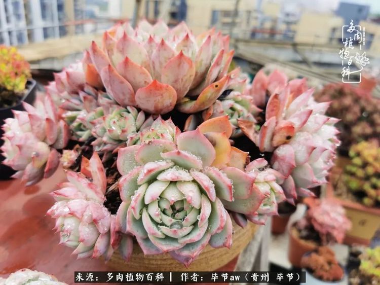 pinky,将近三年的单头,今年想开了,除去花剑以后就开始多头.