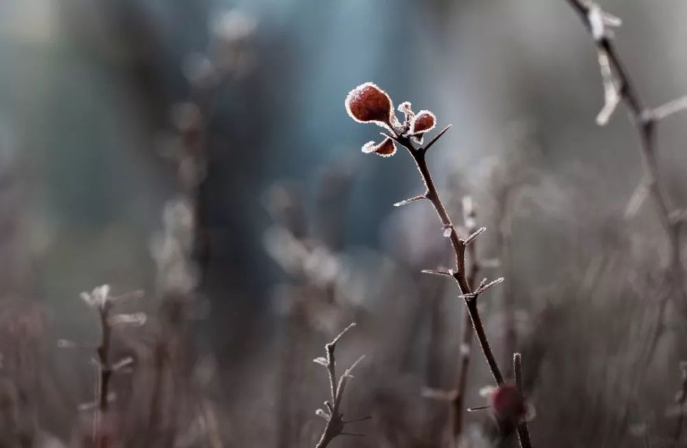 杂院小景-看霜花