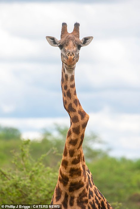 肯尼亚一只长颈鹿的脖子发生严重扭曲,看着都疼,却仍一副傲娇脸