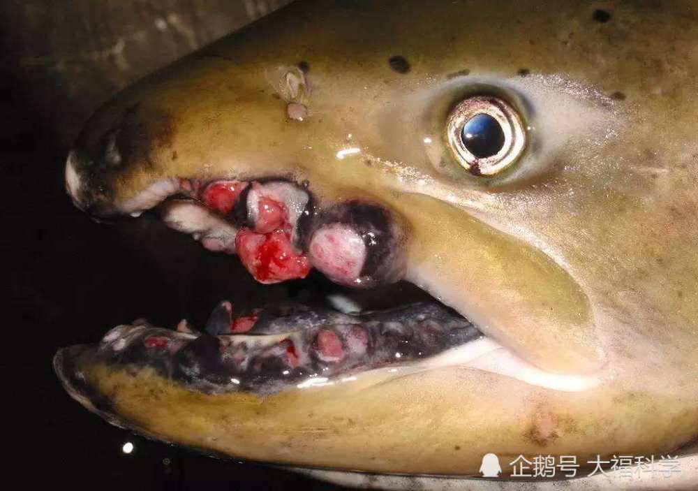 皆因日本福岛核污染?海鲜鱼类辐射变异,满口毒疮!