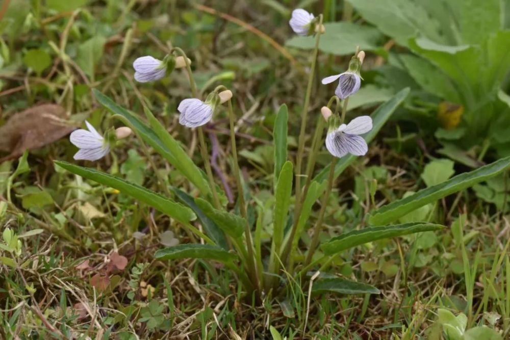 戟叶堇菜viola betonicifolia