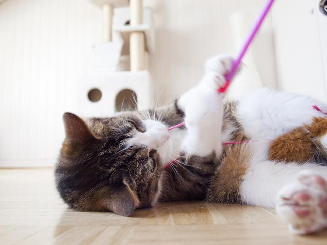 猫咪爬双杠姿势标准,主人训练猫十分严格,这可把网友们给急坏了